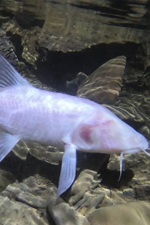 Cave fish STUNS scientists