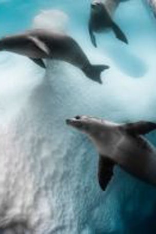 Why are seals doing THIS?