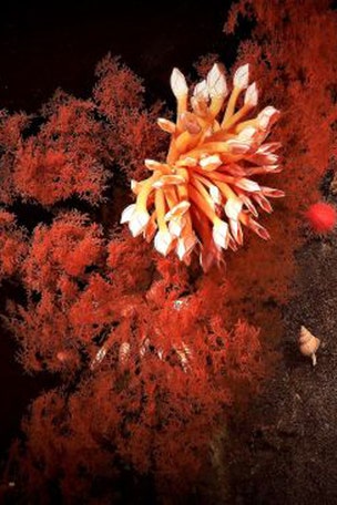 Coronavirus catastrophic for WHAT species?