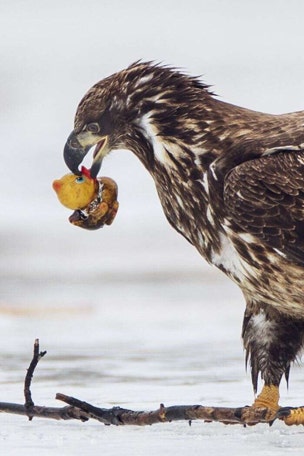 This eagle tried to eat WHAT?