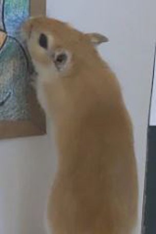 Pet owners praised for making THIS