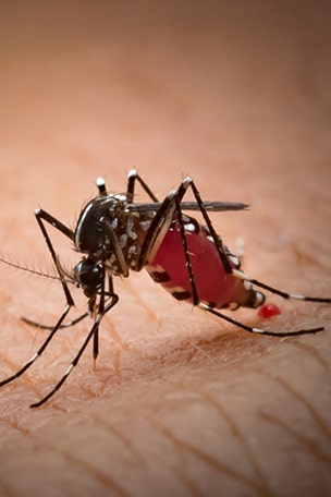 Ward off mosquitoes with these tips