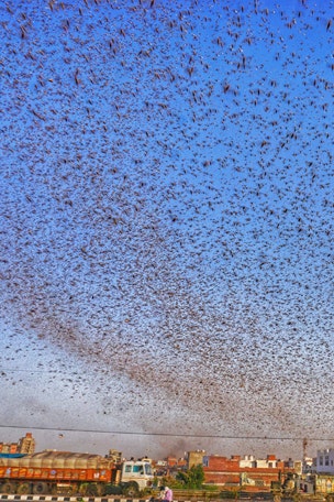 Huge locust INVASIONS spark concern