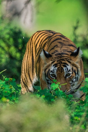 PETA coming for 'TIGER KING' park?