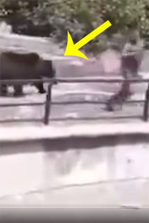 WATCH: Drunk man enters bear enclosure