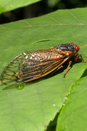 Cicadas set for BIG return