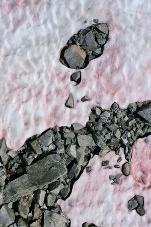 Pink snow appears WHERE?