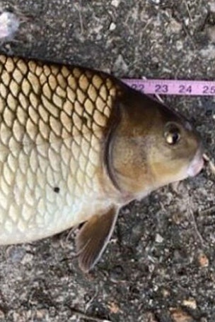 SEE IT: Fish SMASHES state record