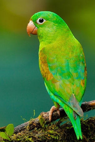 Parrot can do WHAT?