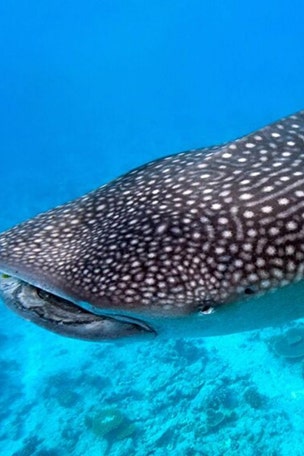 Whale shark SHOCKER
