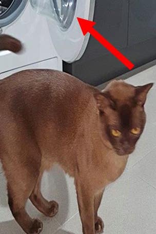 Incredible cat SURVIVES machine