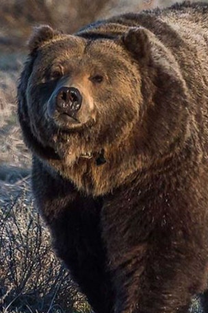 SEE IT: Bear lunges at picture taking tourist