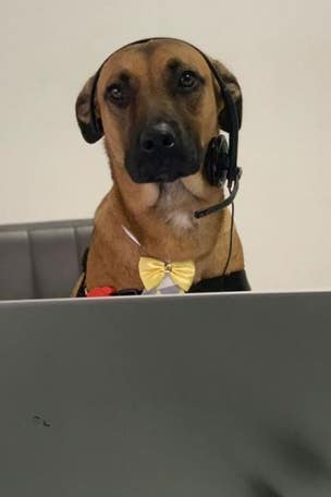 Working dog goes VIRAL