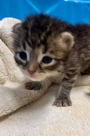 Dog ADOPTS kittens after tragedy