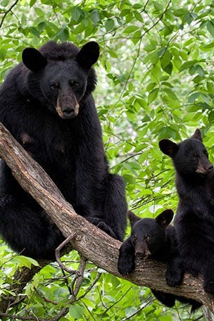 SEE IT: Bear BREAKS into home