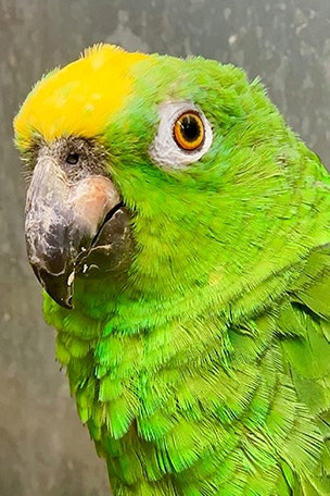WATCH: Parrot sings BEYONCE