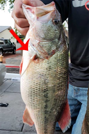 Fishermen charged with FELONY for it
