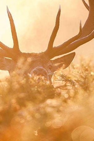 How HUNTING is changing