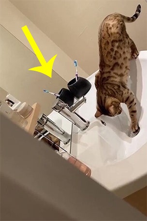 Cat’s new ‘trick’ backfires HORRIBLY