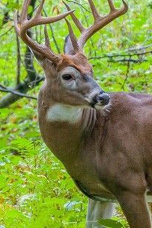 SEE IT: Stag attacks park-goer