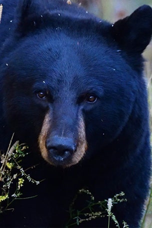 Why state WON'T move bear