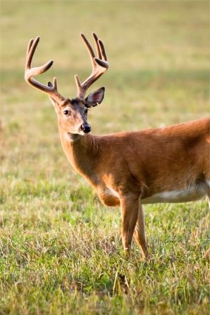 PRIEST harassed for hunting