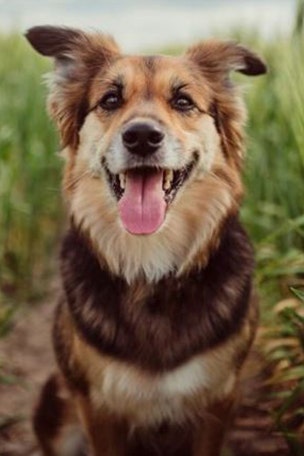 Dog lovers PROTEST new rule