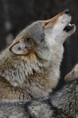 CHANGE to come for wolf hunting?