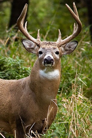 SEE IT: Warden FREES deer