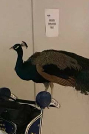 BAD news for people with 'support animals'