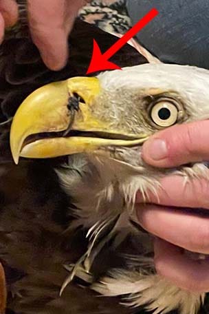 SEE IT: Bald eagle survives WILD injury