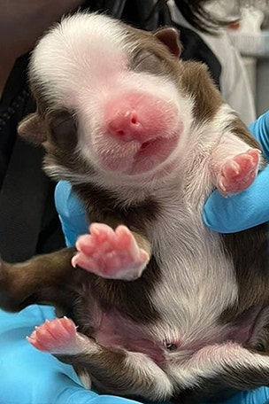 6-legged dog SURVIVES