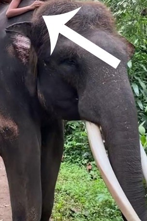 Influencer slammed for NUDE PIC on elephant