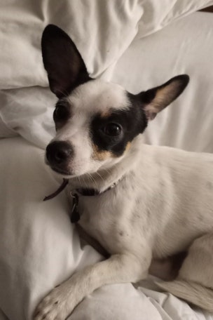 This dog survives DESTRUCTIVE fire