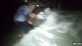 SEE IT: Massive great white shark caught off Florida beach