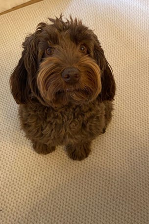 Dog's begging routine makes the pet a viral star