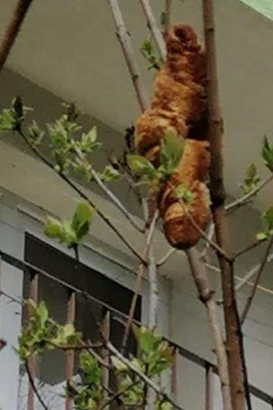 'Creature' TERRORIZES town