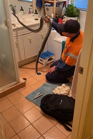 Family makes horrifying discovery in drain