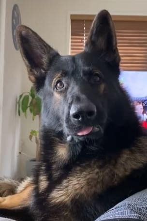 Dog's response goes VIRAL