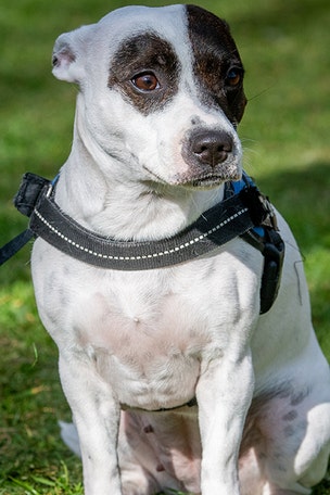 Dog saves owner from MUGGER