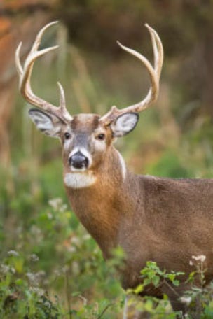 State CHANGES hunting rules