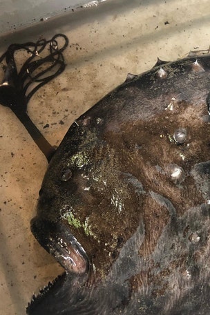 RARE deep-sea fish washes ashore