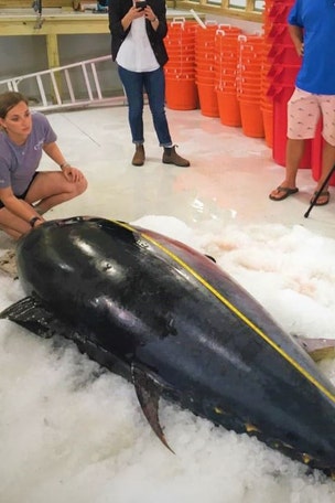 Angler reels in 876-POUND fish