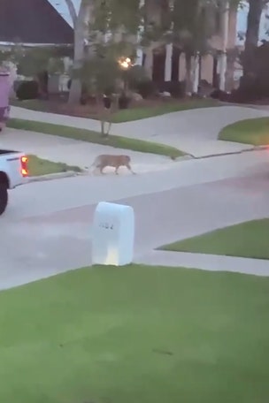 Tiger STILL at large
