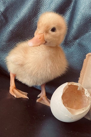 Duck hatches from GROCERY egg