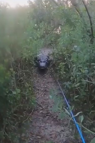 WATCH: Alligator CHASES fisherman