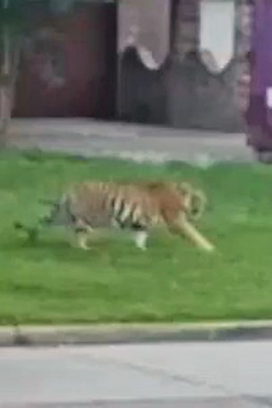 Tiger STILL missing