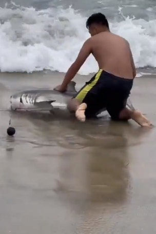 Man RESCUES shark