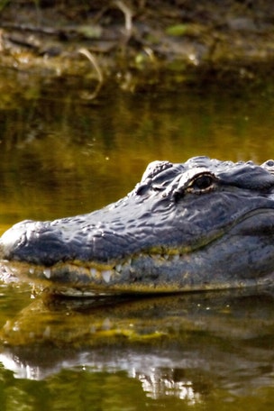 250 GATORS removed from here
