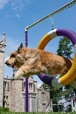 2021 Westminster dog show STARTS